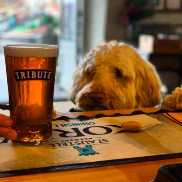 dog at a pub in devon