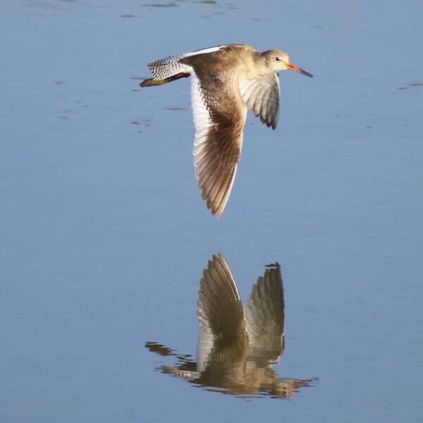 bird watching in devon