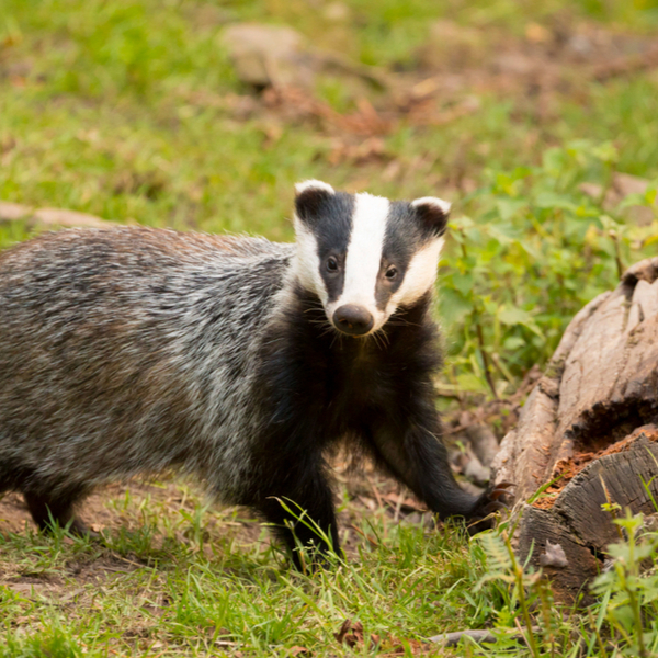 a badger by a wildlife hide in devon