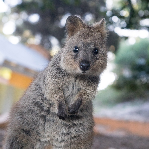 Quokka