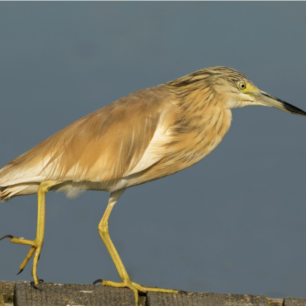 wildlife at zante salt flats