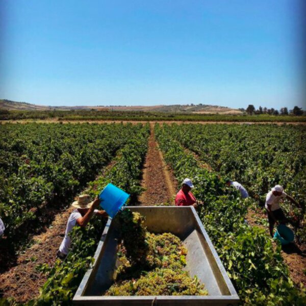 vineyard tour sicily