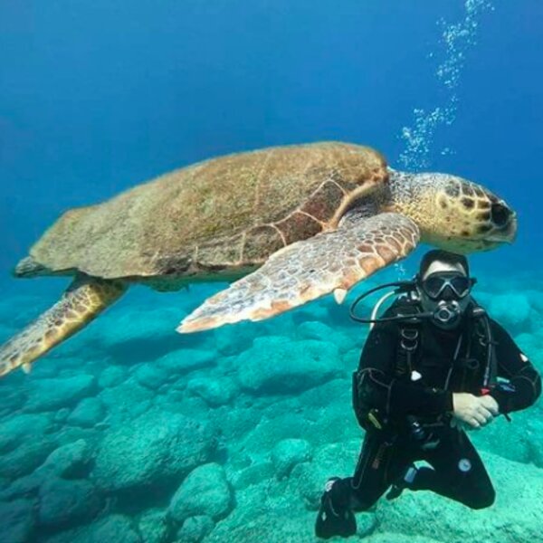 diving at octopus reef zante