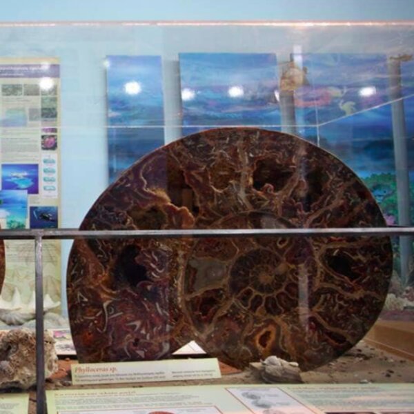helmis museum zakynthos zante