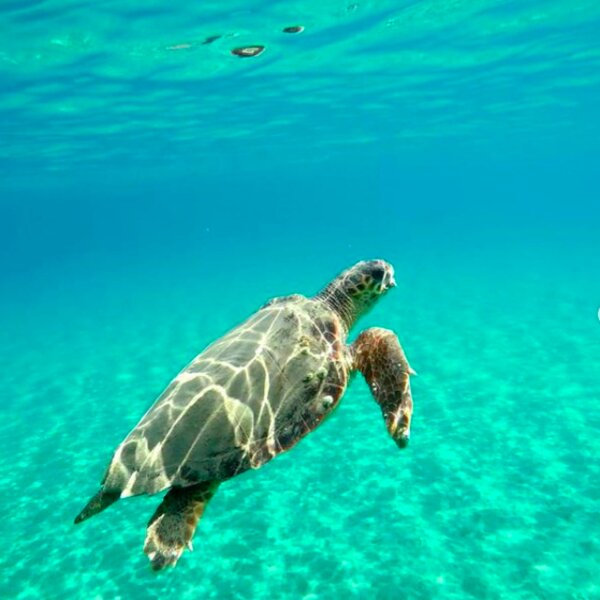 turtle snorkelling tour zante
