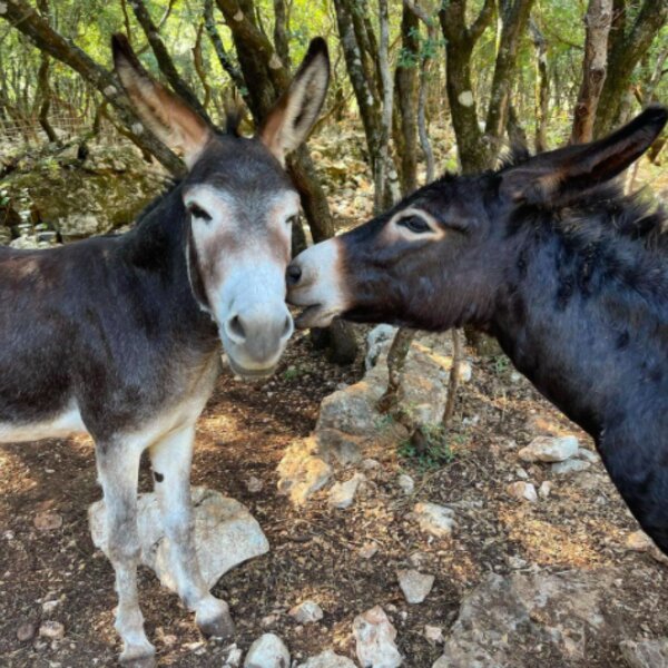 family attraction kefalonia