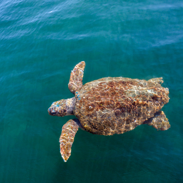 turtle watching in kefalonia