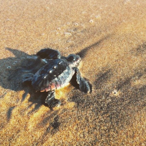 turtle rescue centre zante