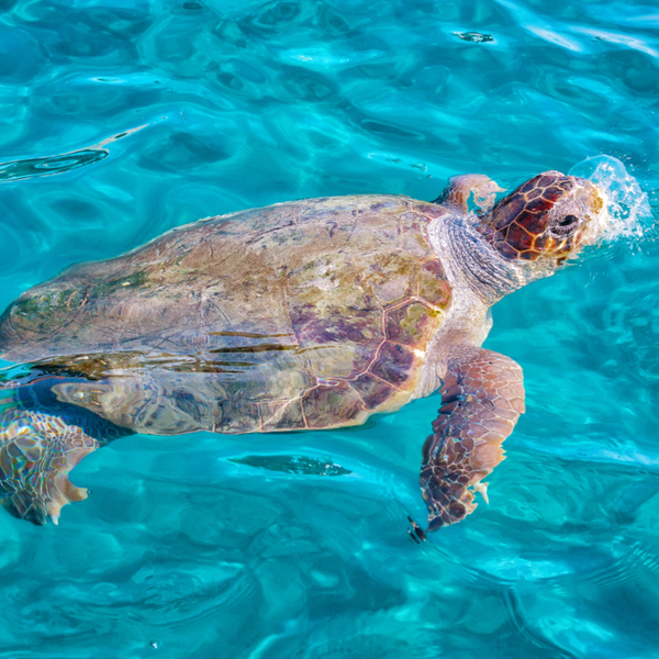 turtle swimming on zante beach