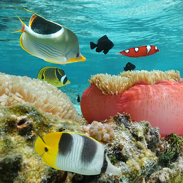 Sea life in Bora Bora