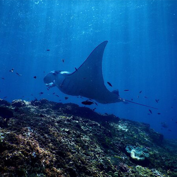 A manta ray swimming in Bora Bora