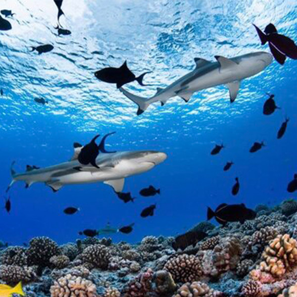 Sharks swimming in Bora Bora