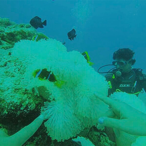 soft colourful corals in Bora Bora underwater