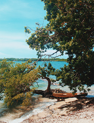tree by sea in Bora Bora