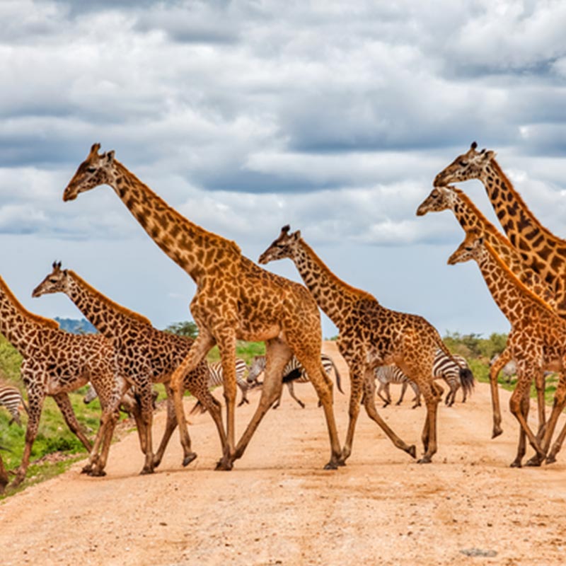 Girafe in Kenya best wildlife destinations