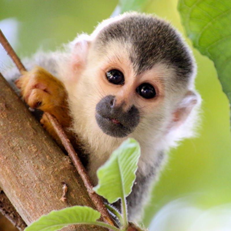 Monkey in Costa Rica best wildlife destinations