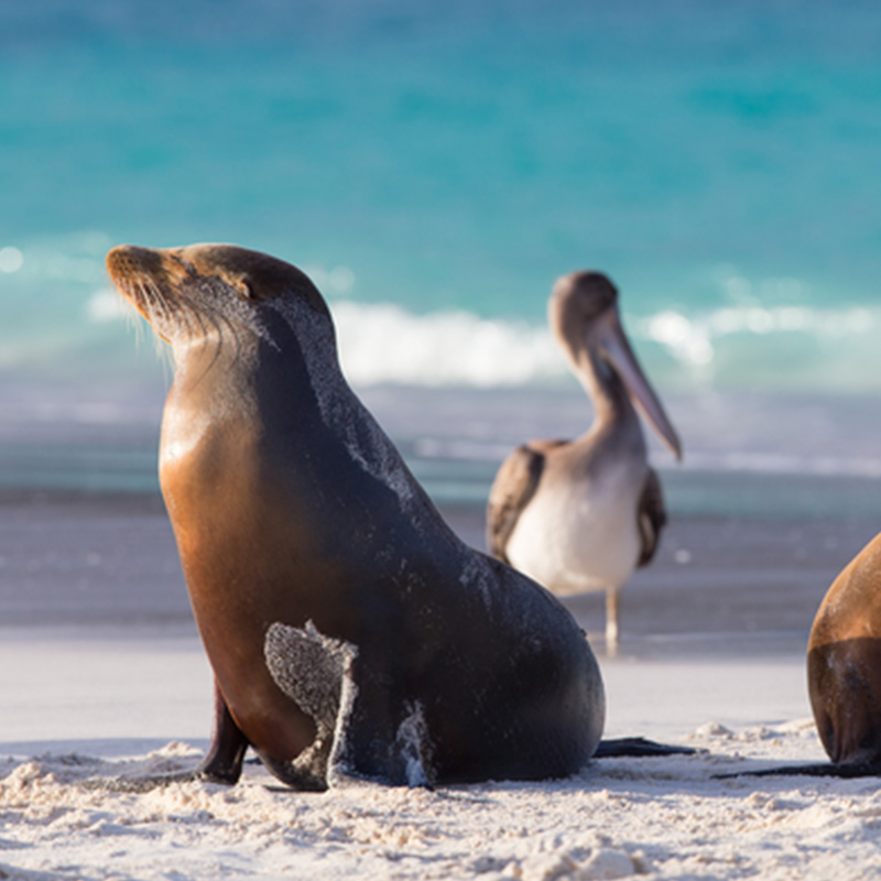 Sea Lions in Galapagos best wildlife destinations