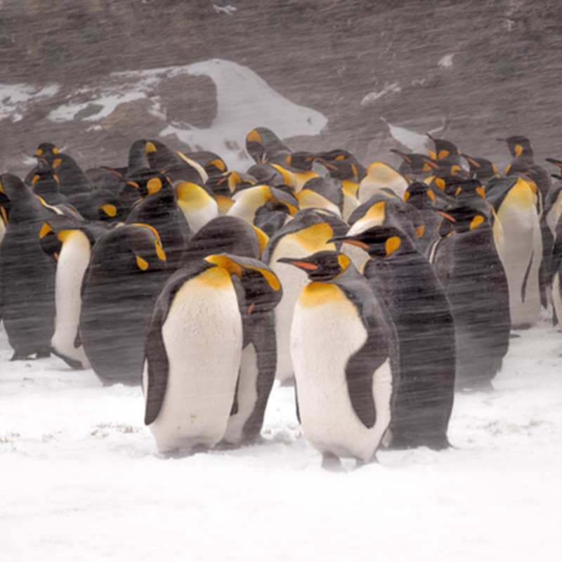Penguins argentina - best wildlife destinations