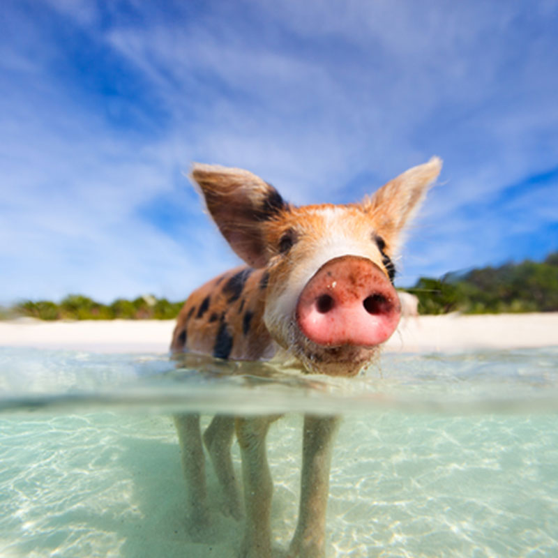 Pig in the Bahamas best wildlife destinations