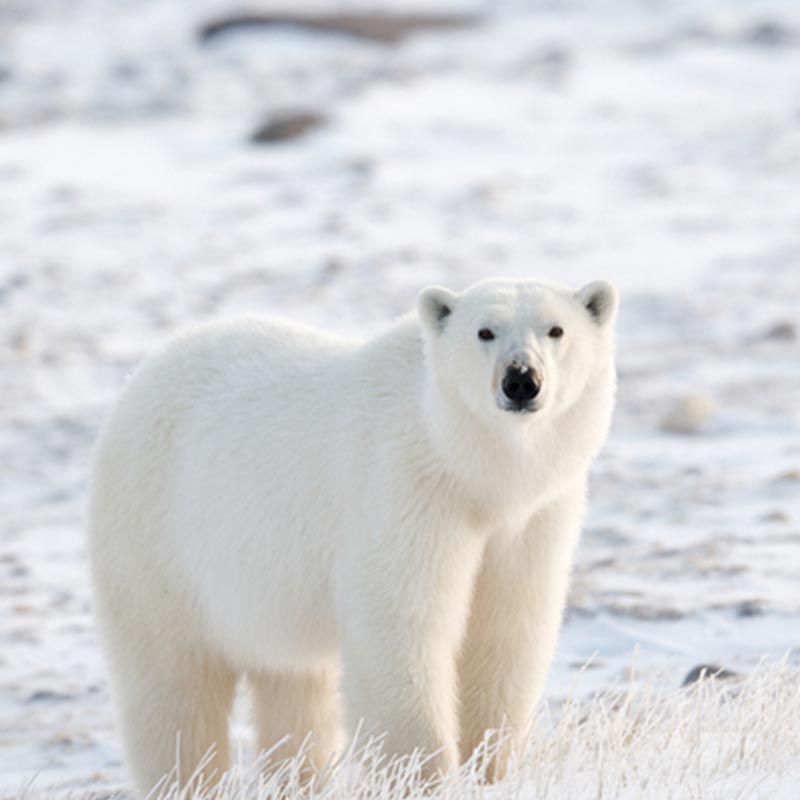 Polar Bear in Canada best wildlife destinations