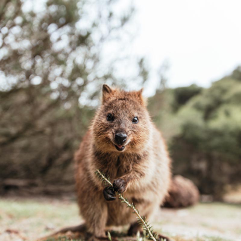 Quokkas in Australia best wildlife destinations