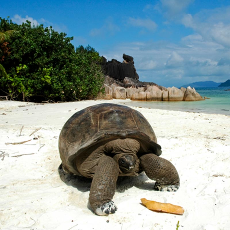 Tortoise in Seychelles best wildlife destinations