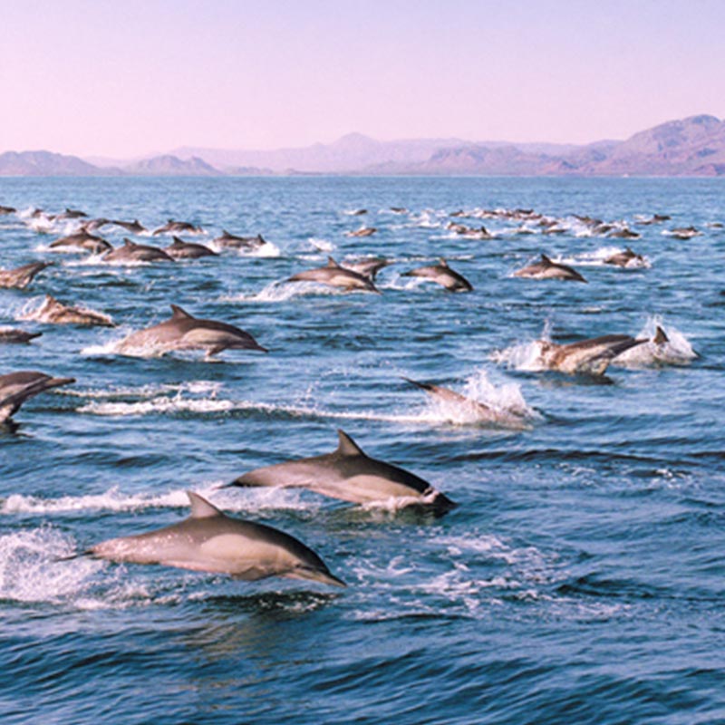 Dolphin in Australia best wildlife destinations