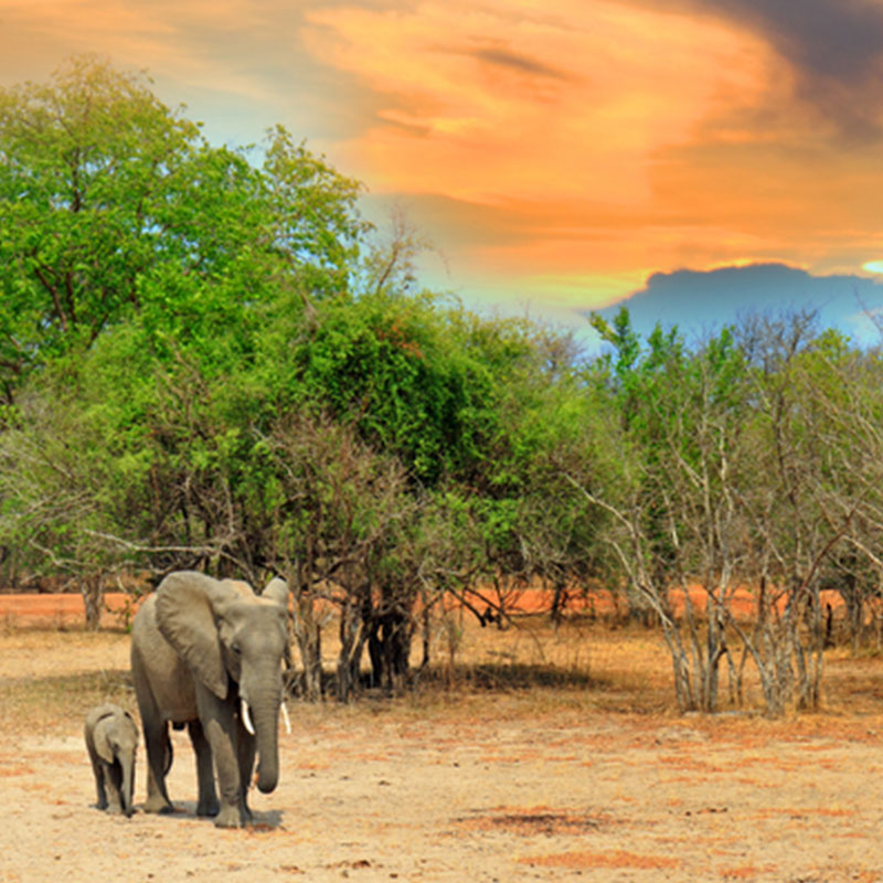 wildlife holidays - elephant spotting in Zambia