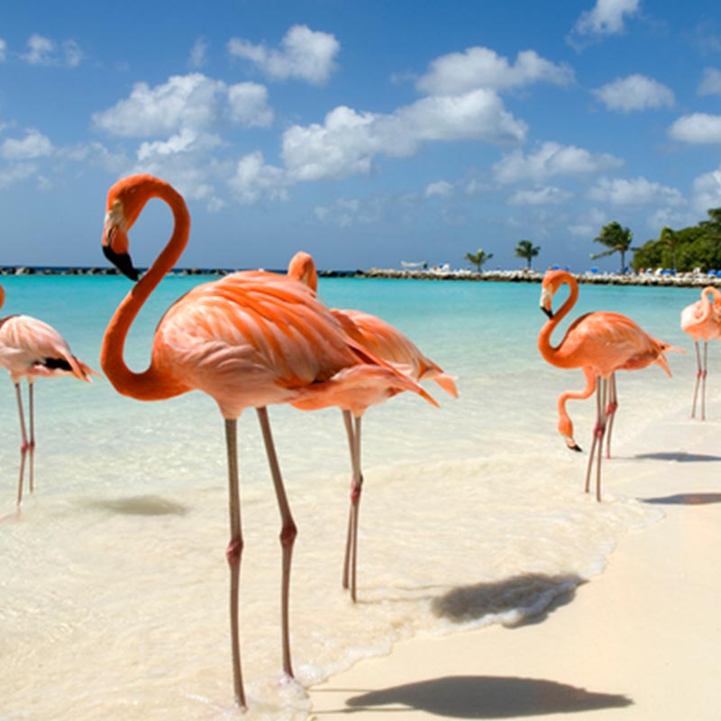 flamingo aruba best wildlife destinations