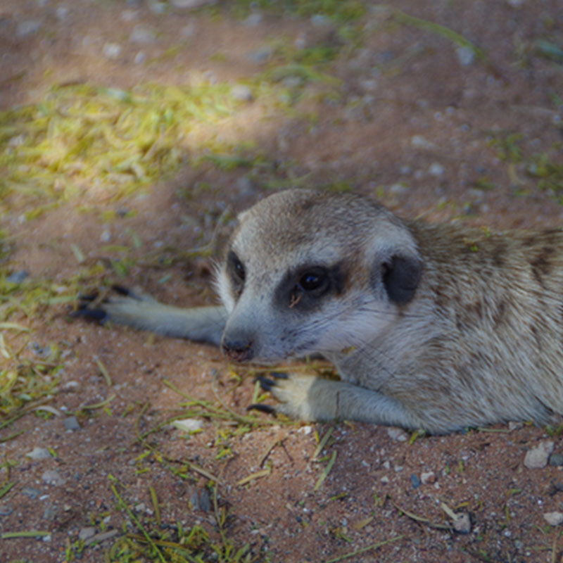 Meerkats in Botswana best wildlife destinations