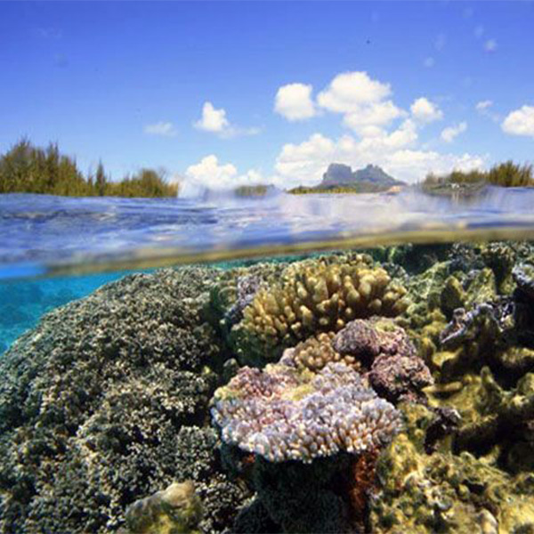 Coral Reef in Bora Bora