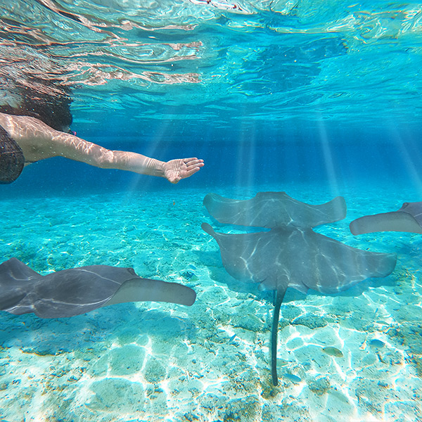 Swimming with Manta Rays in Bora Bora