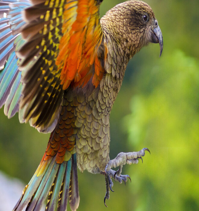 Wildlife in New Zealand
