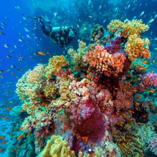 hurghada coral garden