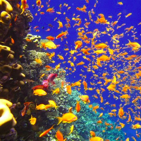 red sea from hurghada trip