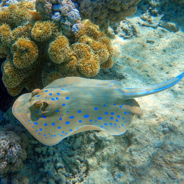 manta ray spot while diving in El Fanadir
