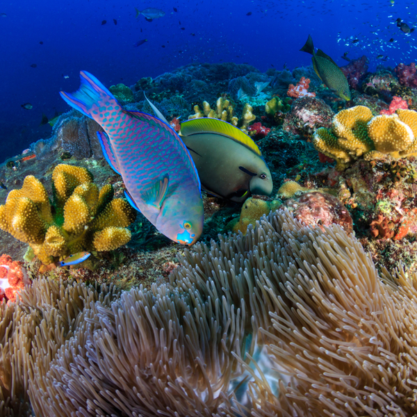 hurghada coral reef