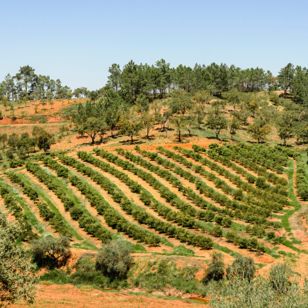 wine tasting in albufeira