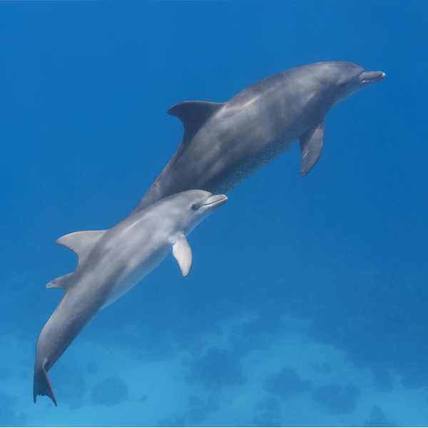 dolphin reef Shaab El Erg