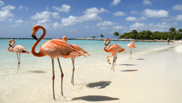Flamingos on beach on the Caribbean island of Aruba