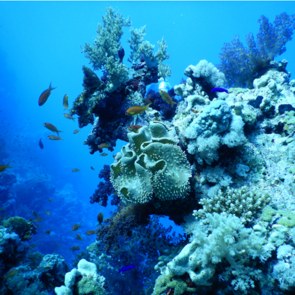 coral in sharm el sheikh sea