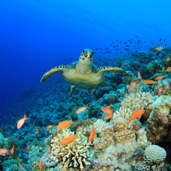 diving with turtles sharm el sheikh