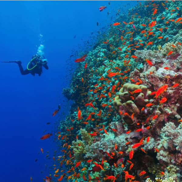 diving in dahab
