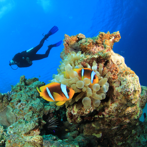 person diving in red sea sharm el sheikh