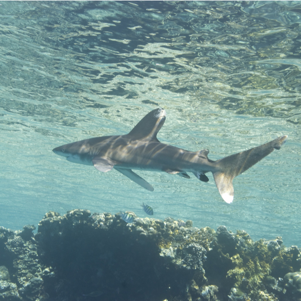 diving with sharks in sharm el sheikh