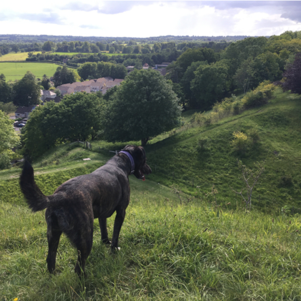 person walking dog in dorset countryside