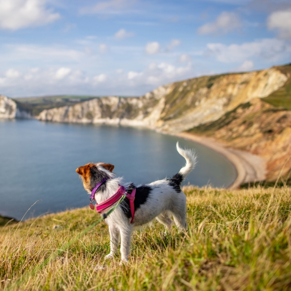 dog walking on dorset beach