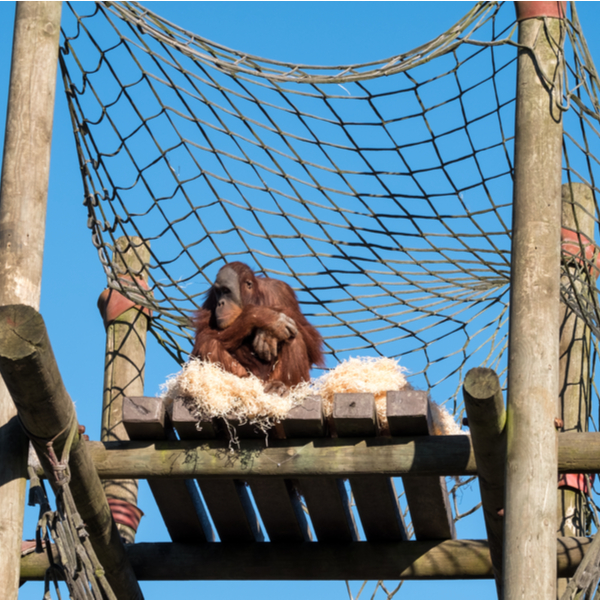 monkey world dorset