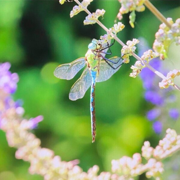 nature in lake garda