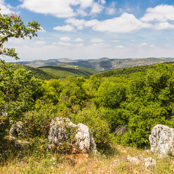 Ajloun Forest Reserve